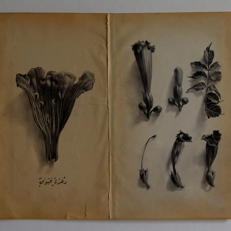 Campsis radicans , 21.5 - 25.5 , pencil on old paper 
