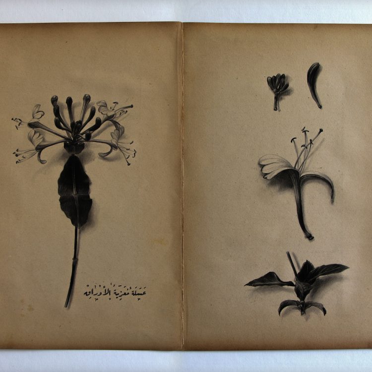 Lonicera caprifolium , 21.5 - 25.5 , pencil on old paper 